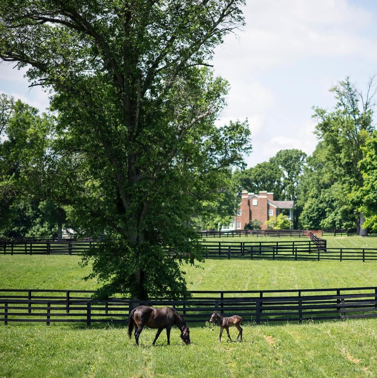 A horse and foal graze in a fenced pasture under the shade of a large tree, with a charming brick house visible in the distance.