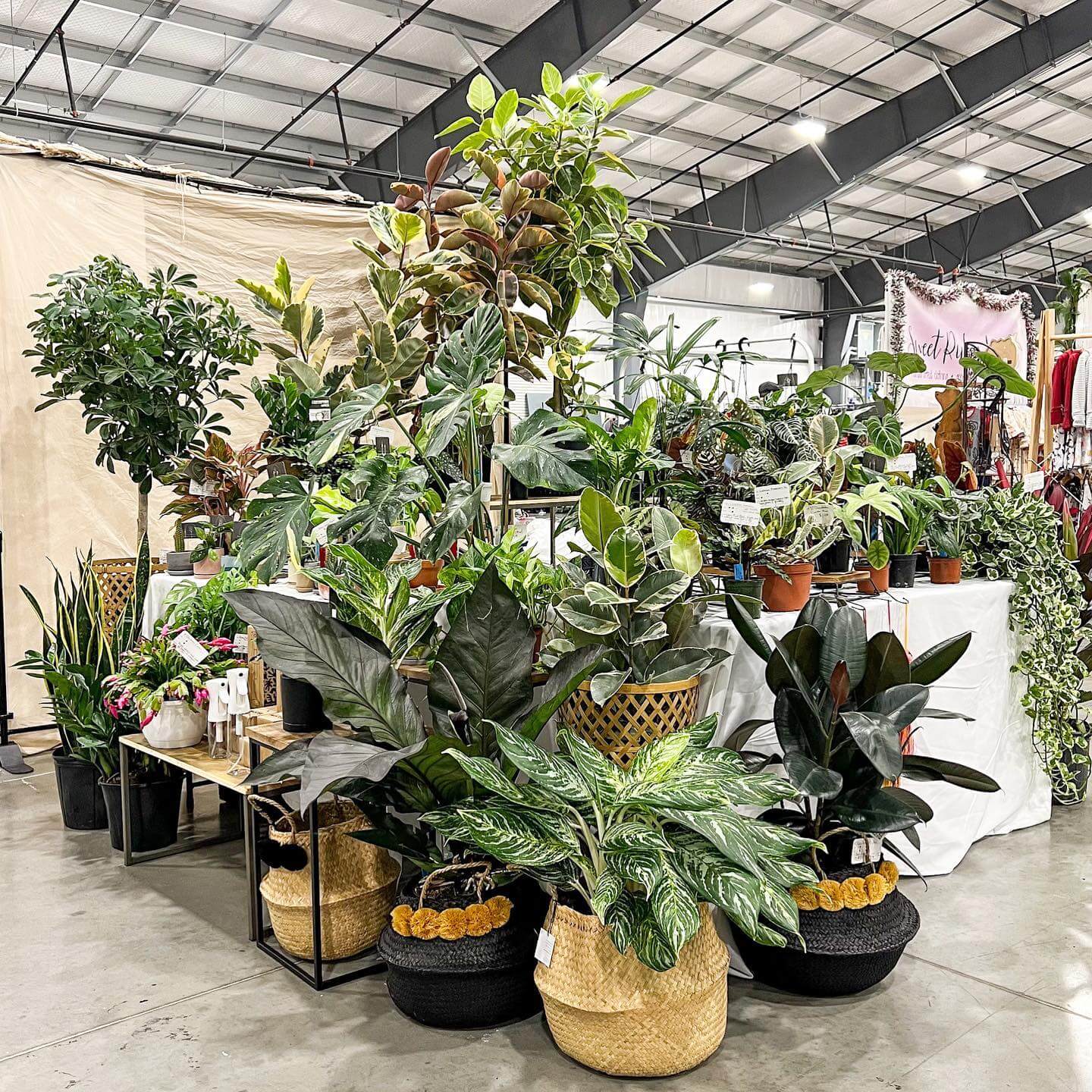 An indoor plant display featuring various types of potted plants arranged on stands and tables in a spacious area, possibly at a market or store. 