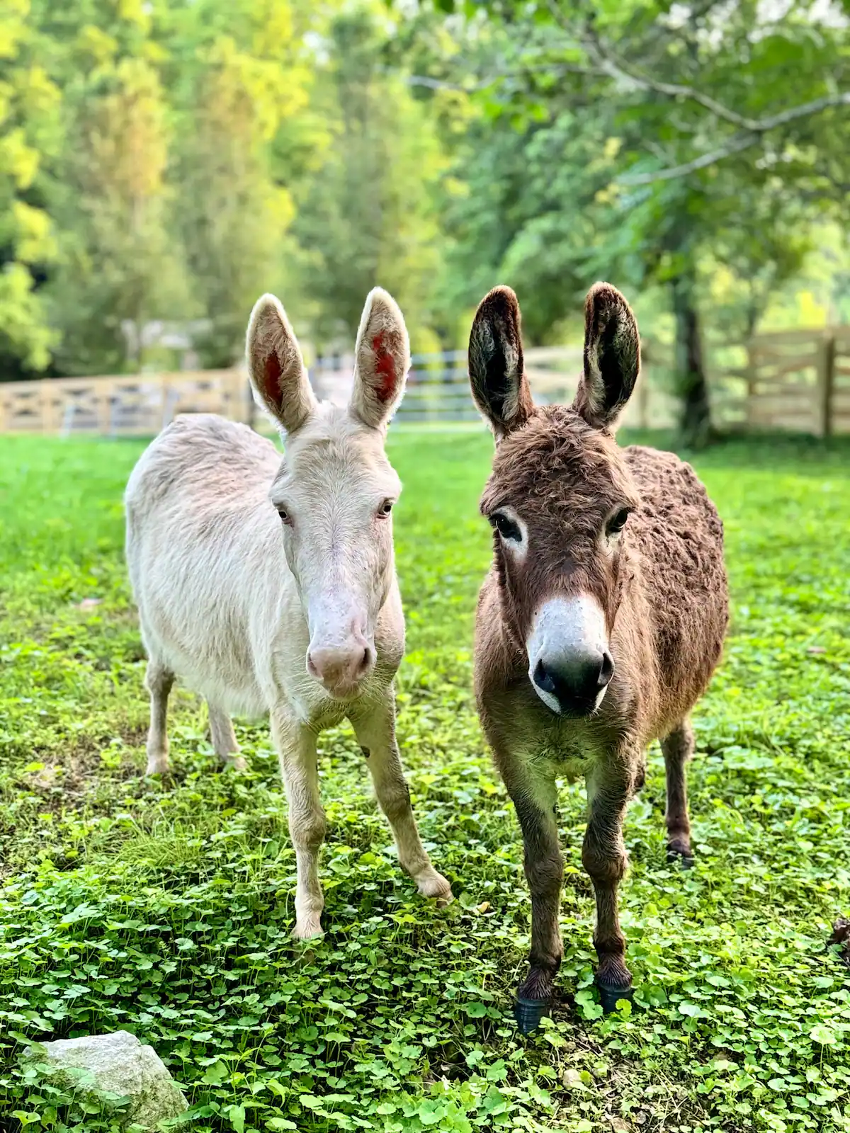 Two donkeys stand on grass in a fenced area with trees in the background. One has a light-colored coat, the other a dark brown coat. 