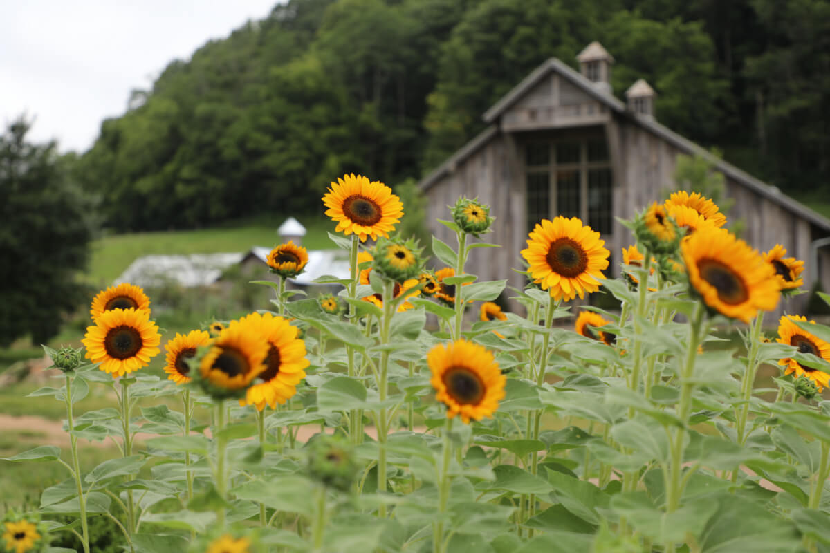 Bright yellow sunflowers bloom in the foreground with a rustic wooden barn and lush greenery in the background, creating an inviting gathering space.