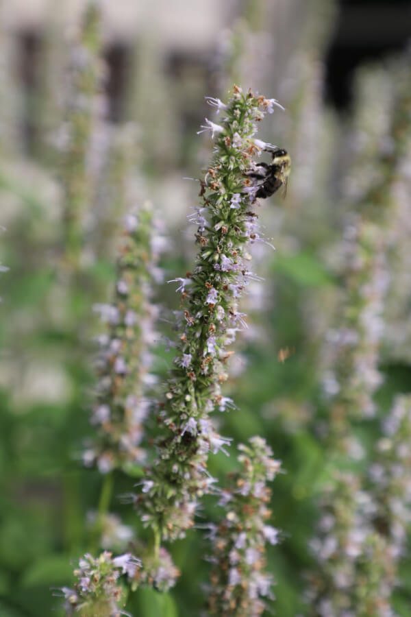 A bee is perched on a tall, blooming lavender stalk, surrounded by similar lavender plants in this serene gathering space.