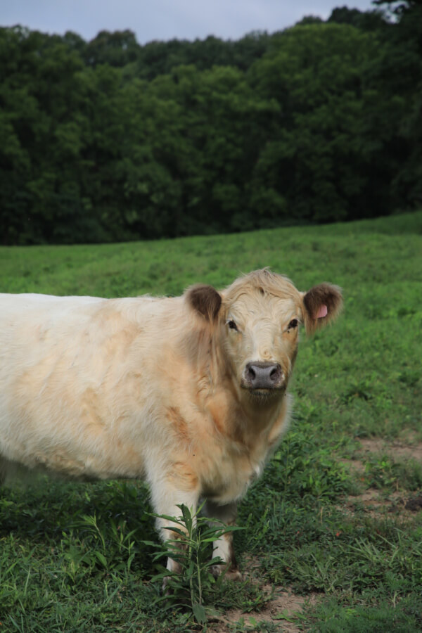 A light-colored cow stands in a green field with trees in the background.
