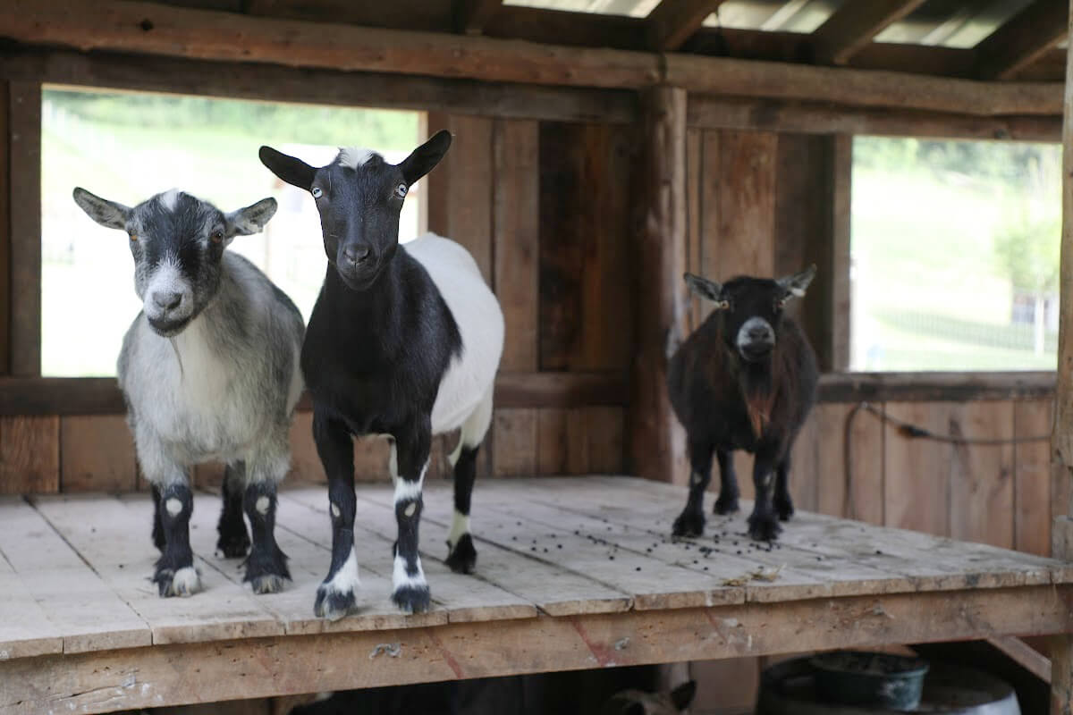 Three goats stand inside The Shed with open windows, two on a raised platform and one on the ground. The scene is well-lit by daylight.