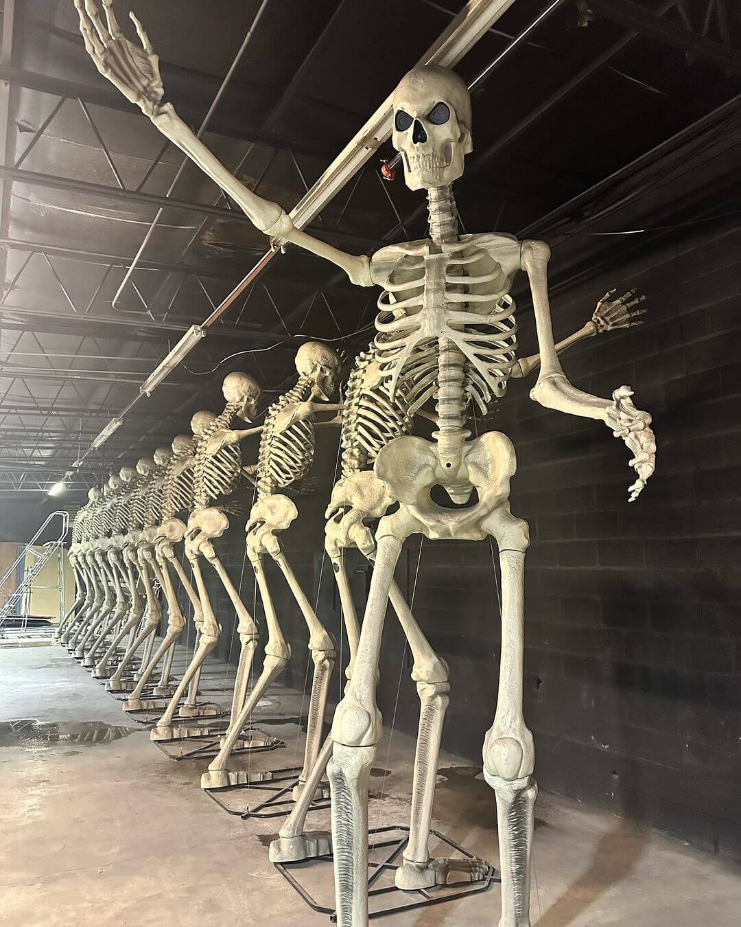 A row of large skeleton models stands upright in a warehouse, with the front skeleton arm raised, as if beckoning visitors. The black-walled warehouse, with visible metal beams on the ceiling at Conjure Haunted Attraction.