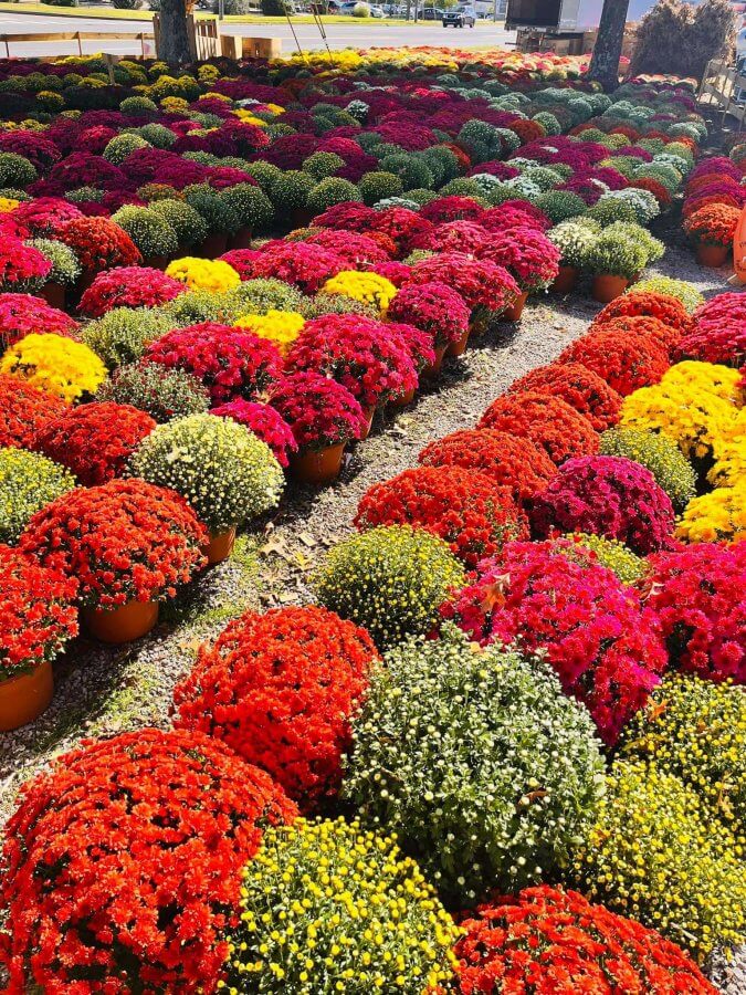 Rows of vibrant chrysanthemums in red, yellow, pink, and white flourish outdoors on a sunny day.