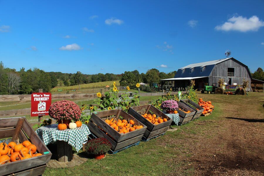 Wooden crates filled with pumpkins and flowers line a path on a Nashville pumpkin patch, with a barn and tractor in the background under a clear blue sky, capturing the essence of Fall 2024.