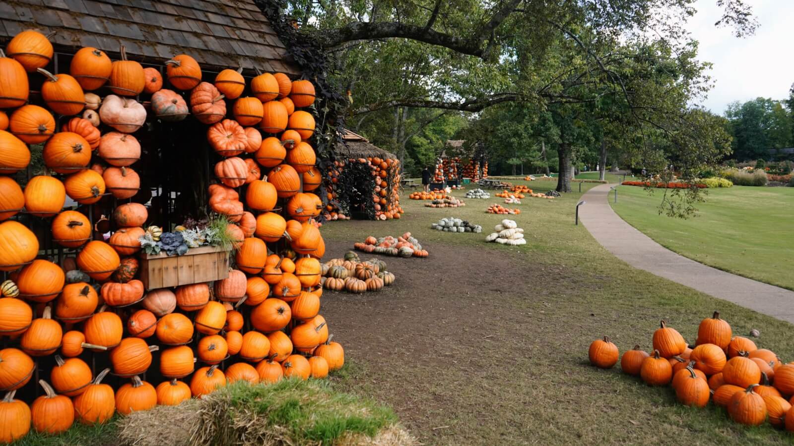 In a park-like setting, experience Nashville Pumpkin Patches with pumpkins stacked on and around huts, scattered across the grass amidst a pathway and trees. Perfect for Fall 2024 outings.