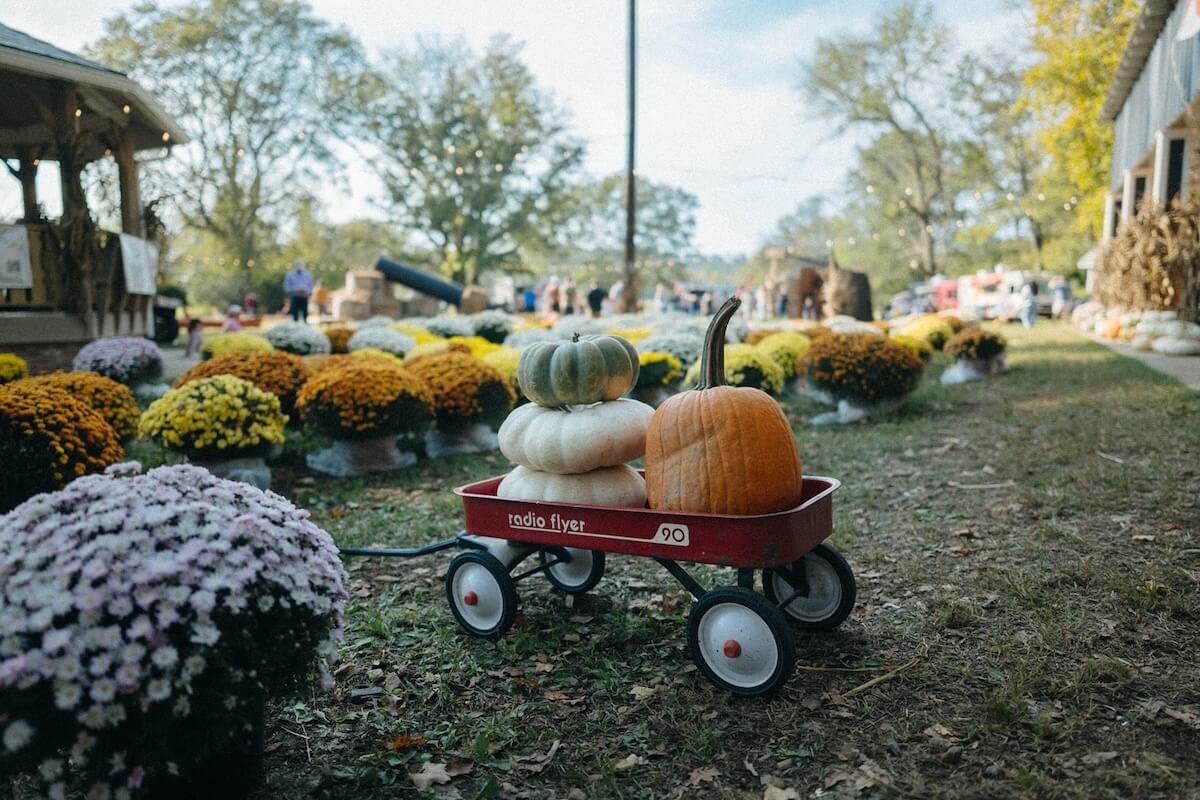 A red wagon filled with three stacked pumpkins sits on grass, surrounded by yellow and white potted flowers at an outdoor fall festival—capturing the charm of pumpkin patch Nashville celebrations.