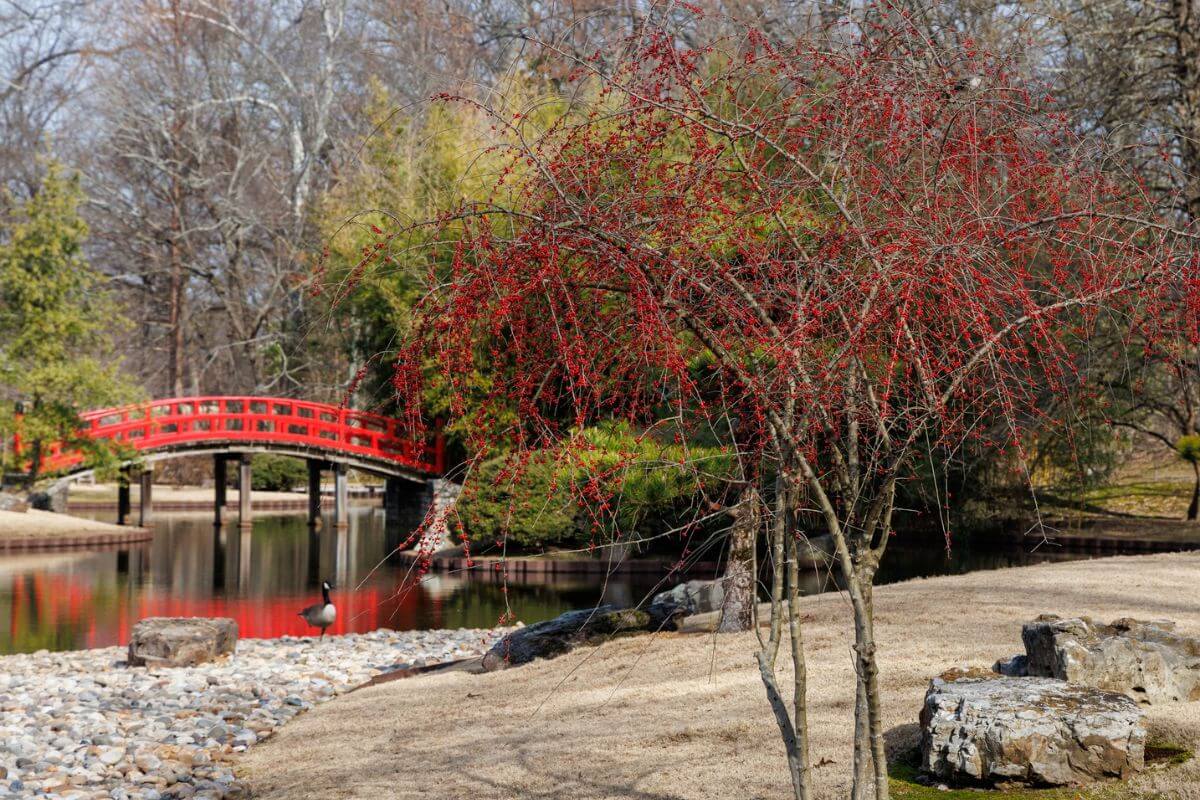 A red bridge crosses over a pond in a park with bare trees, a small tree with red berries, rocks, and a resting goose in the foreground, creating a peaceful scene reminiscent of Memphis events January brings.