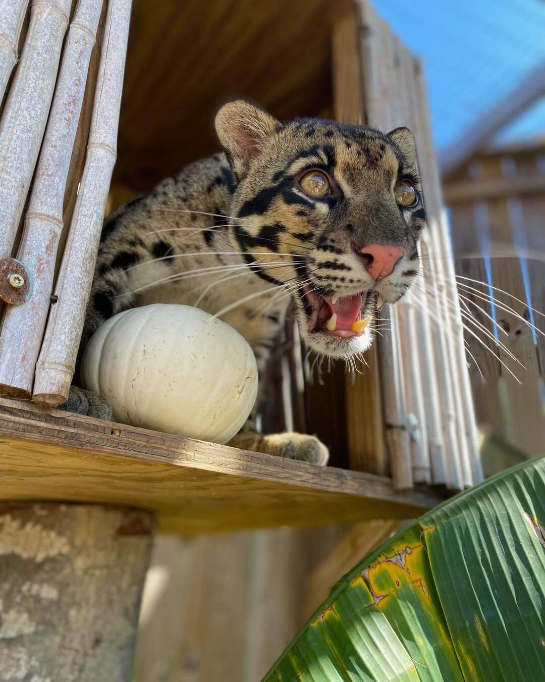 A clouded leopard, part of an exclusive animal encounter, lies with its mouth open next to a white pumpkin in a wooden enclosure.