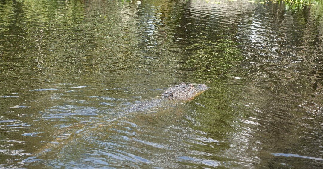An alligator swims in murky water with its head partially above the surface, offering a thrilling animal encounter amid reflections of trees.