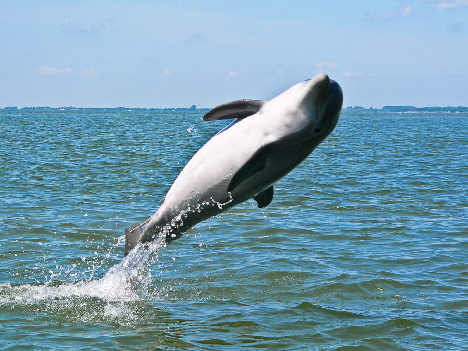 A thrilling animal encounter unfolds as a dolphin leaps gracefully out of the water, set against a stunning clear blue sky backdrop.