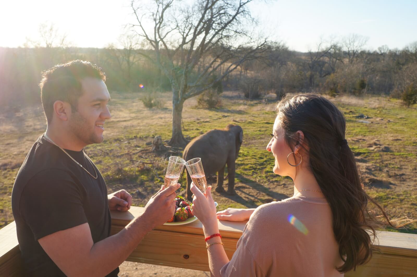 A couple clinks champagne glasses on a wooden deck, savoring an unforgettable animal encounter as an elephant grazes majestically in the scenic background.