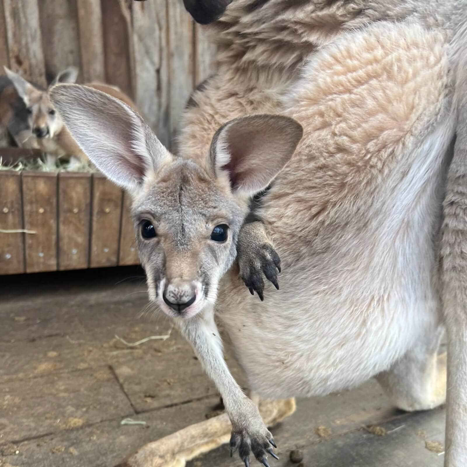 A young kangaroo peeks out from its mother's pouch, offering a delightful glimpse into the world of animal encounters, while another kangaroo bounces in the background.