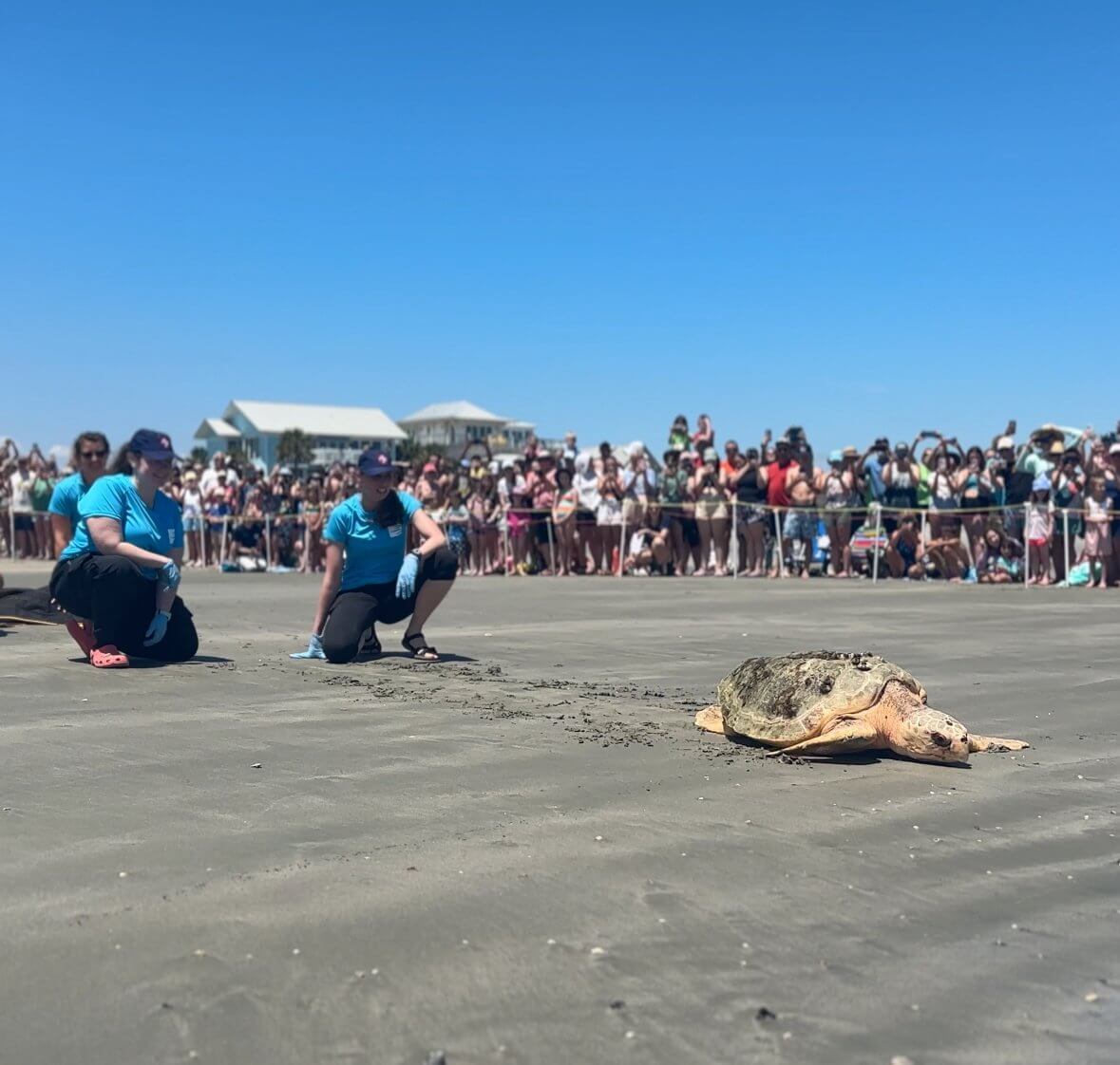 A sea turtle is released on the beach during an animal encounter event, while a crowd watches from behind a barrier. Two people in blue shirts kneel nearby.