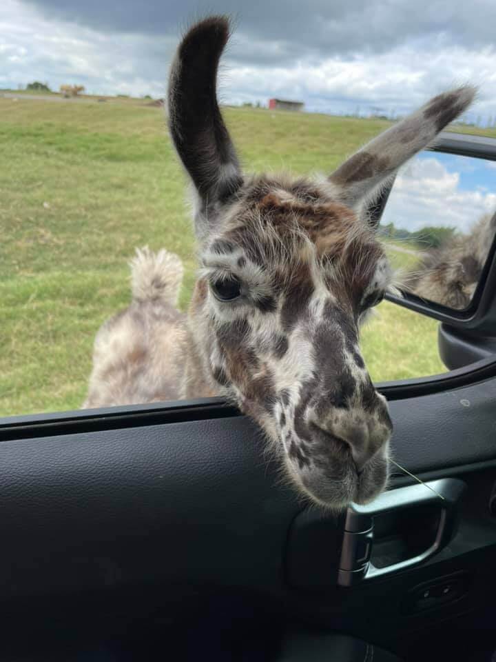 In a delightful instance of animal encounters, a llama with a mottled coat peers through an open car window, set against the backdrop of a grassy field under a cloudy sky.