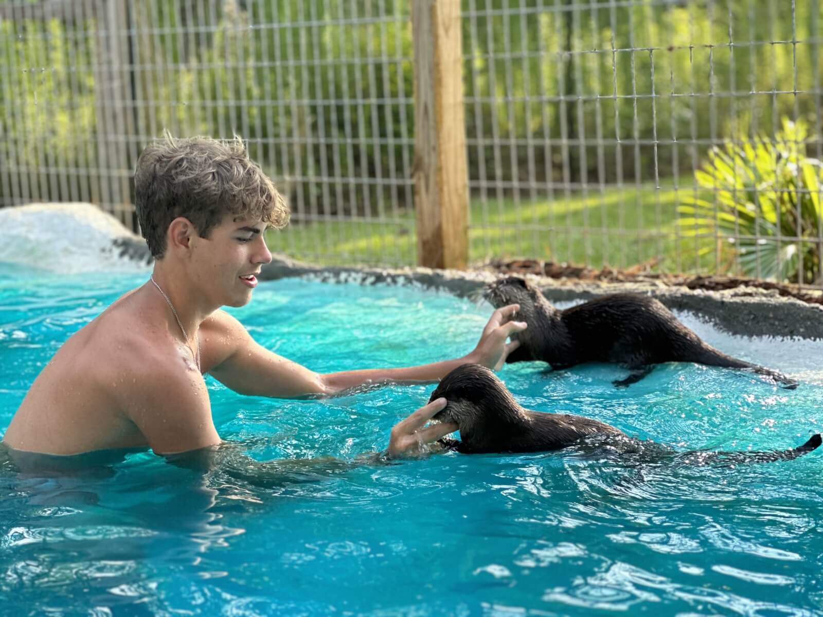 A boy in a pool engages in a delightful animal encounter with two playful otters. He gently touches their faces, with a fenced grassy area providing a serene backdrop.