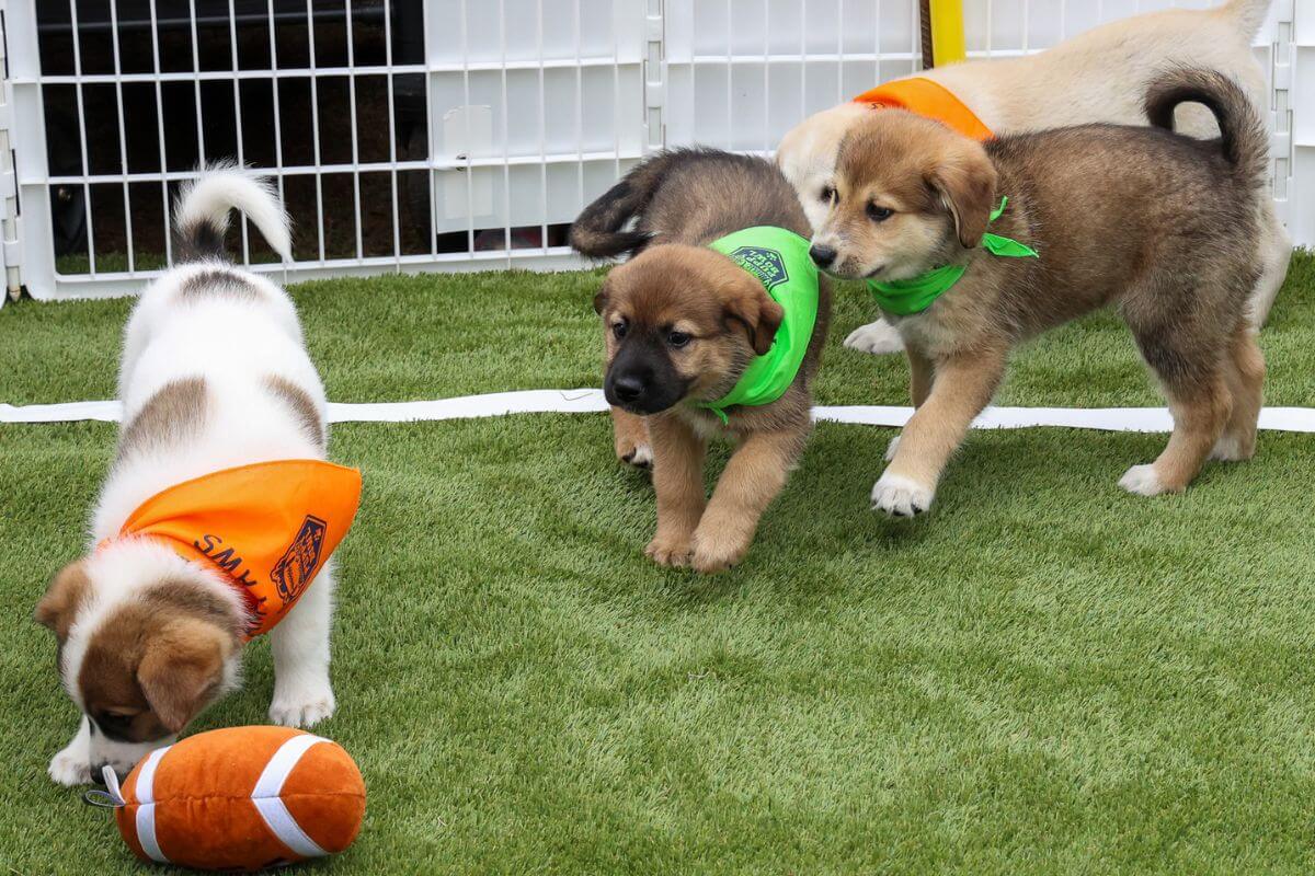 Four puppies wearing colored bandanas stand on artificial grass near a small football in a fenced area, bringing playful energy to Nashville events February.