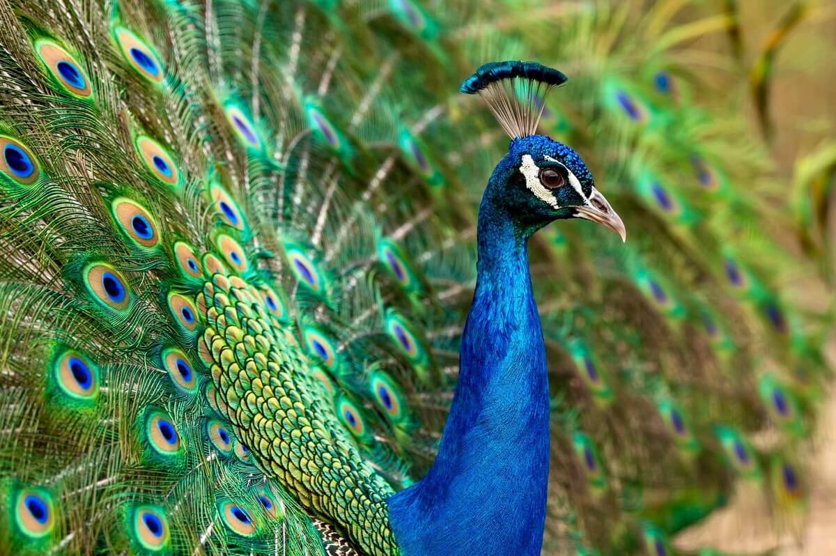 A majestic peacock with its vibrant blue and green plumage adorned with eye-like patterns shimmering on fanned tail feathers.