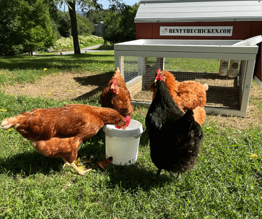 Four chickens gather around a white bucket of water on the lush grass next to a red wooden coop elegantly labeled "Rent the Chicken".