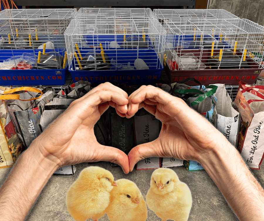Hands form a heart shape in front of three chicks, with multiple cages and shopping bags in the background, capturing the essence of Rent the Chicken's delightful offerings.