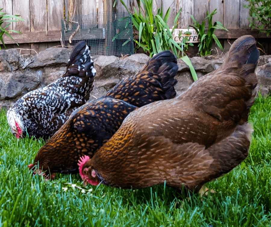 Three chickens peck at grass in a backyard near a wooden fence, enjoying their stay. A small sign reads, "Coffee."