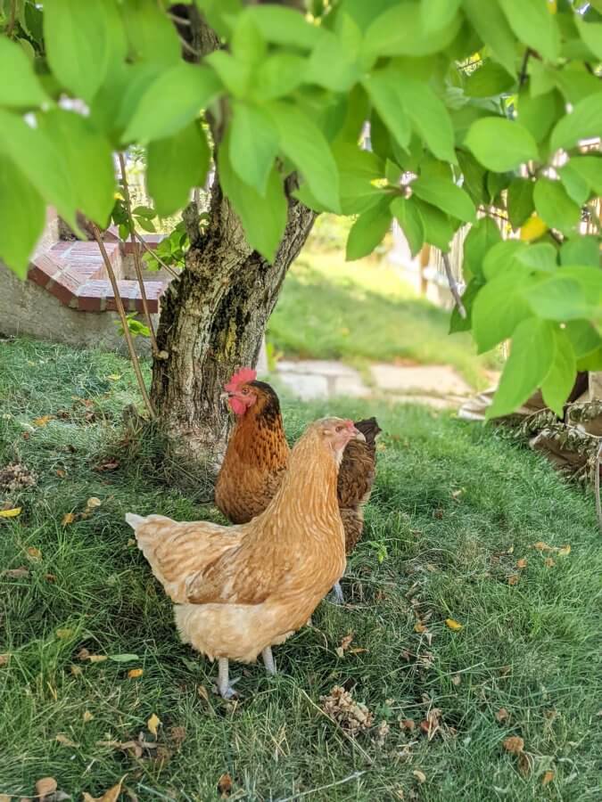Three chickens stand on grass under a leafy tree, with sunlight filtering through, showcasing the joy and serenity that Rent the Chicken can bring to your backyard experience.
