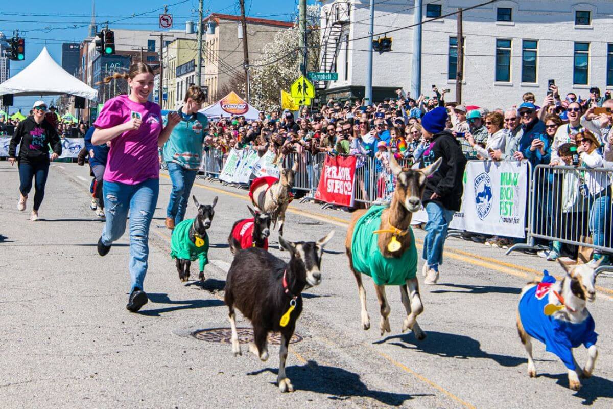 People and goats wearing colorful shirts run down a city street lined with cheering spectators during one of the lively Louisville events in March.