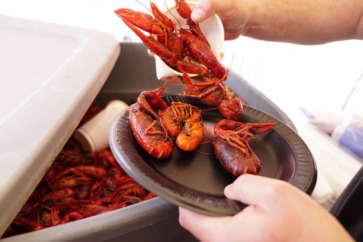 During crawfish season, a person serves boiled crawfish from a cooler onto a black plastic plate using a white cup.