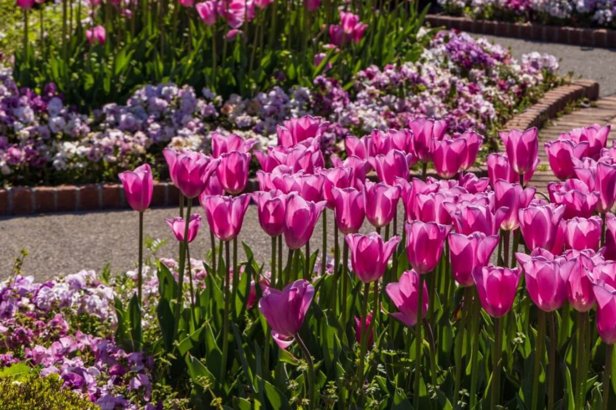 Pink tulips and purple flowers bloom in a landscaped garden bed bordered by bricks, with paved walkways visible in the background—a charming scene reminiscent of Memphis events March brings to local gardens.