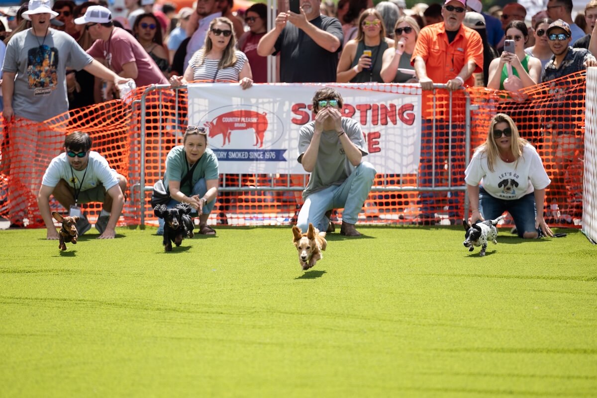 Four small dogs race on a grassy track while four handlers squat behind them, showcasing one of the exciting things to do in Starkville, MS. Spectators cheer enthusiastically from behind an orange mesh fence.