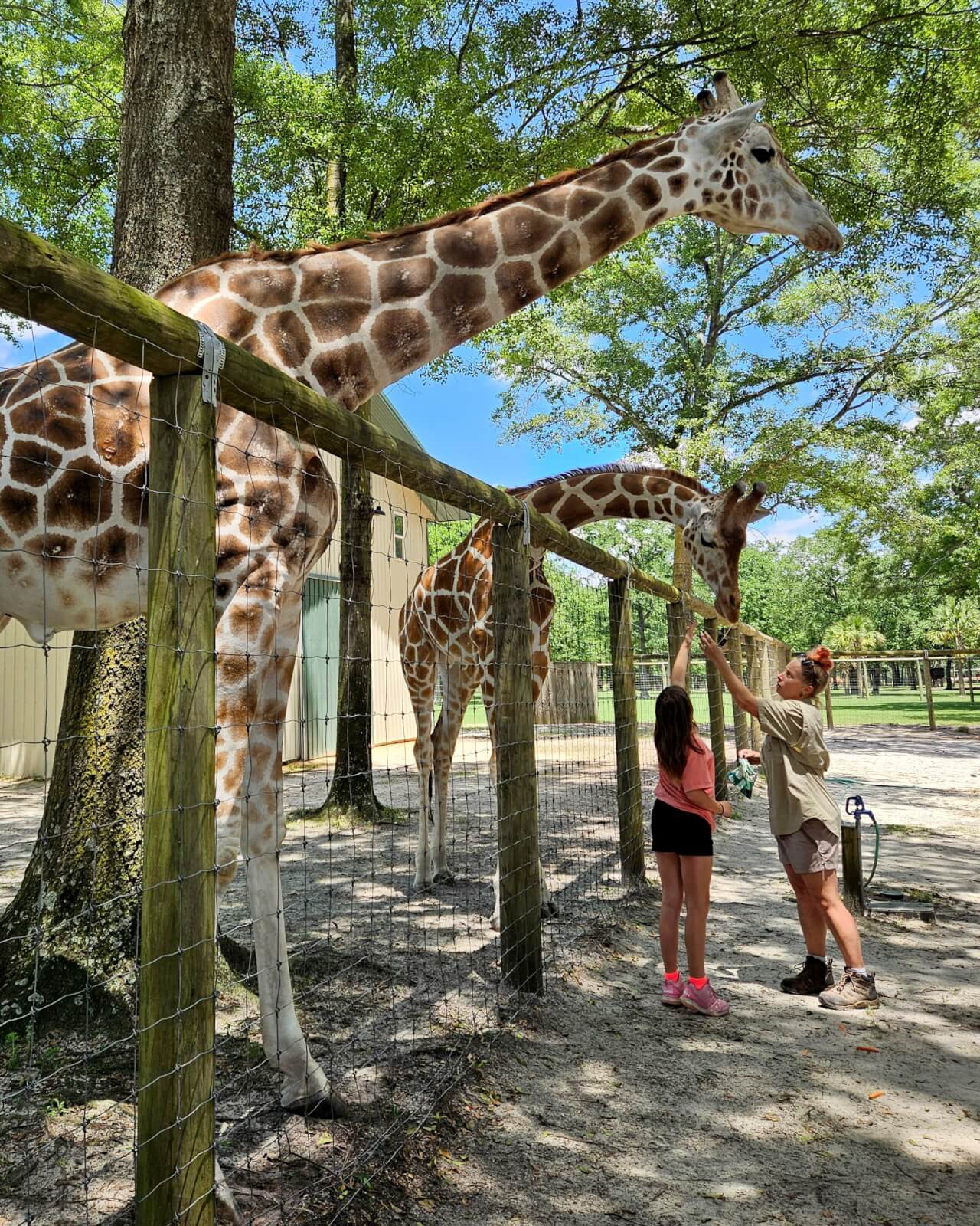 7 Best Family Vacations for Outdoor Fun - 19 Two giraffes behind a fence enjoy leaves fed by a hat-wearing visitor, while another person stands nearby. Perfect for family vacations, the outdoor fun scene includes trees and a building in the background.