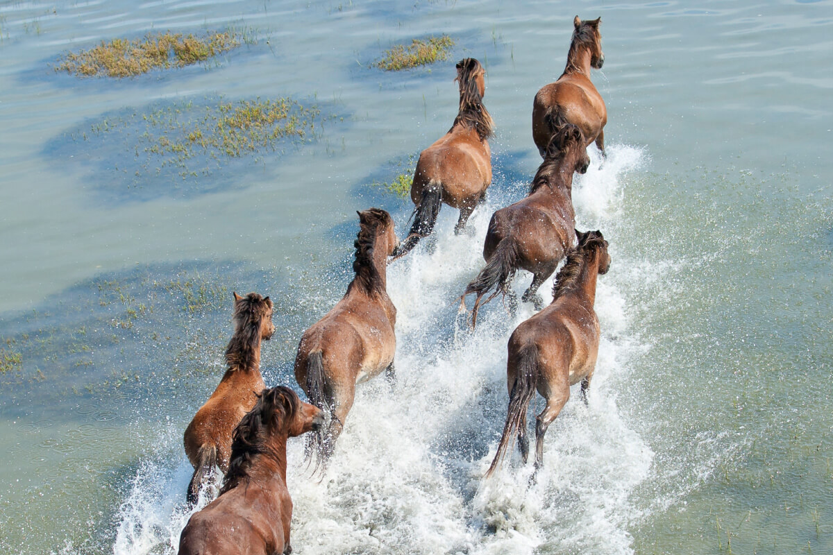 Seven brown horses gallop through the shallow southern waters, creating splashes in a brilliant display of wildlife.