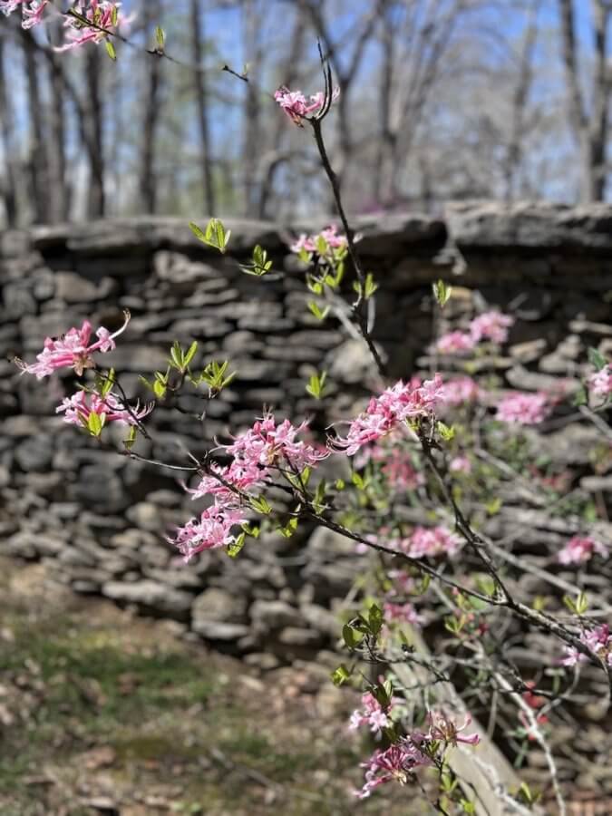 Pink flowers bloom on a tree branch in front of a stone wall, set against the blurred backdrop of trees under a blue Nashville sky. Nearby, adventurers embark on a 3-Mile Waterfall Hike, captivated by the cascading water and natural beauty surrounding them.