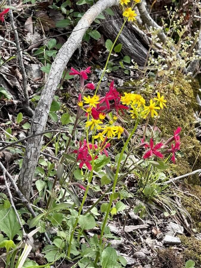 Red and yellow wildflowers with green leaves thrive among rocks and branches on a forest floor during the 3-Mile Hike, creating a stunning tapestry of color as you journey through Nashville's lush landscape.