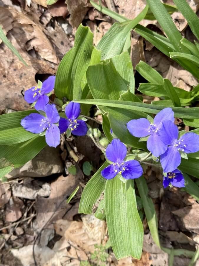 Vibrant blue flowers with three petals each thrive among green leaves, set against a backdrop of brown fallen leaves. Perfect for a scenic Nashville nature walk or a refreshing stop on your 3-Mile Waterfall Hike adventure.