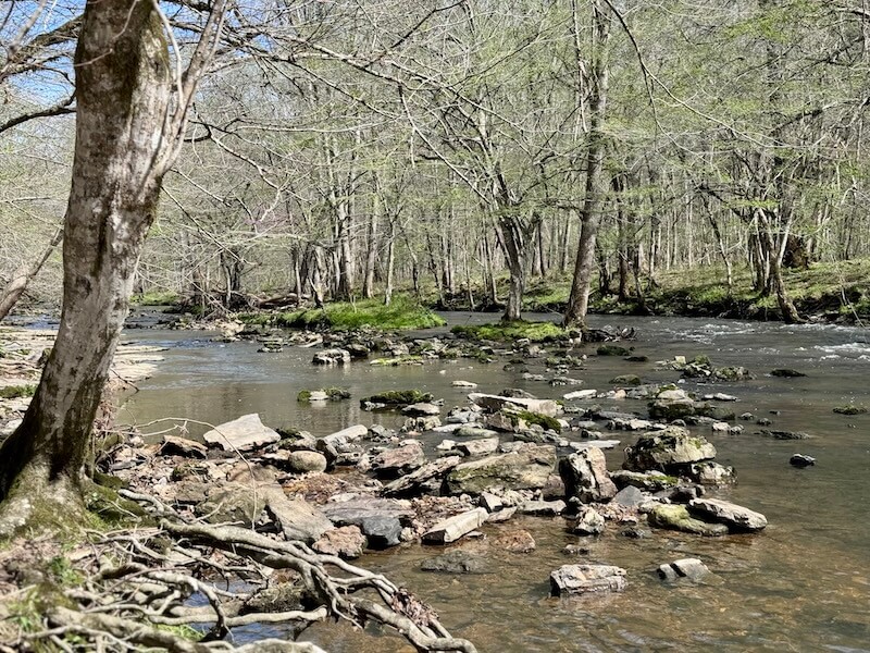 A tranquil river flows through a forest with bare trees and rocks. Roots are visible on the riverbank under clear skies, inviting hikers on the serene 3-Mile Waterfall Hike near Nashville to experience nature's calm beauty.