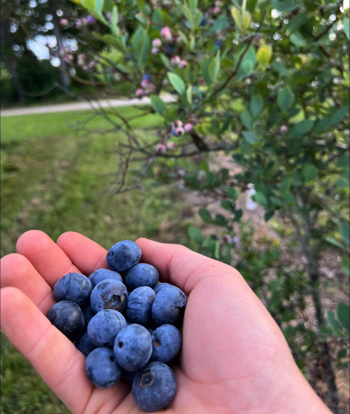 A hand holds a bunch of ripe blueberries against the backdrop of a lush blueberry bush.