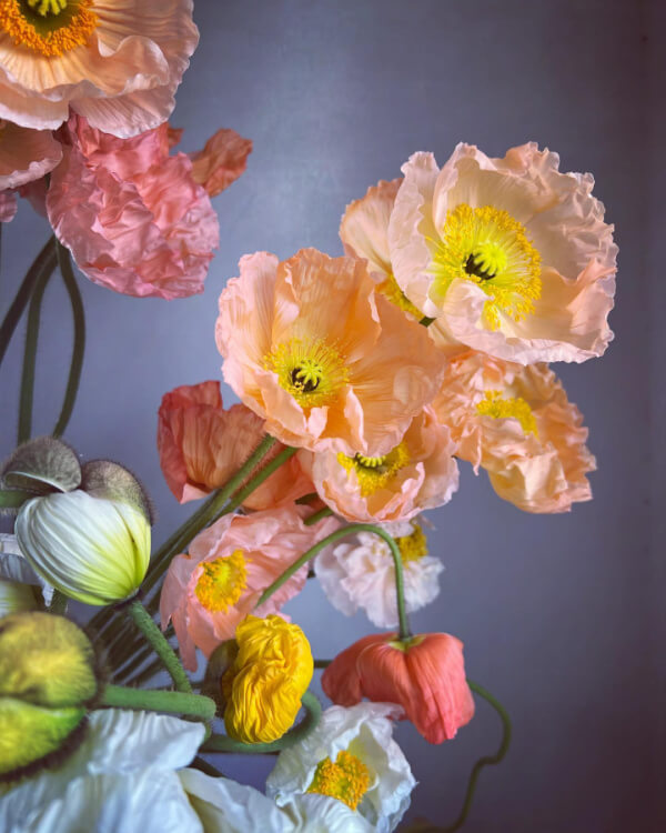 A bouquet of poppies featuring delicate pink, coral, white, and yellow blooms with curled petals, set against a plain grey background. 