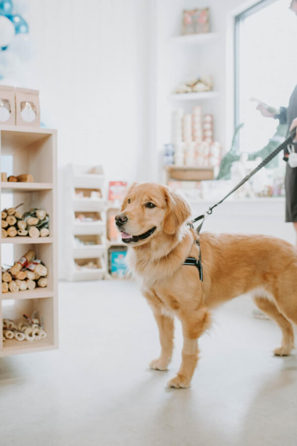 A golden retriever on a leash stands in a pet store, eagerly exploring Nashville's latest retail spot. Nearby, shelves brimming with pet supplies invite curious shoppers to discover all the essentials for their furry friends.