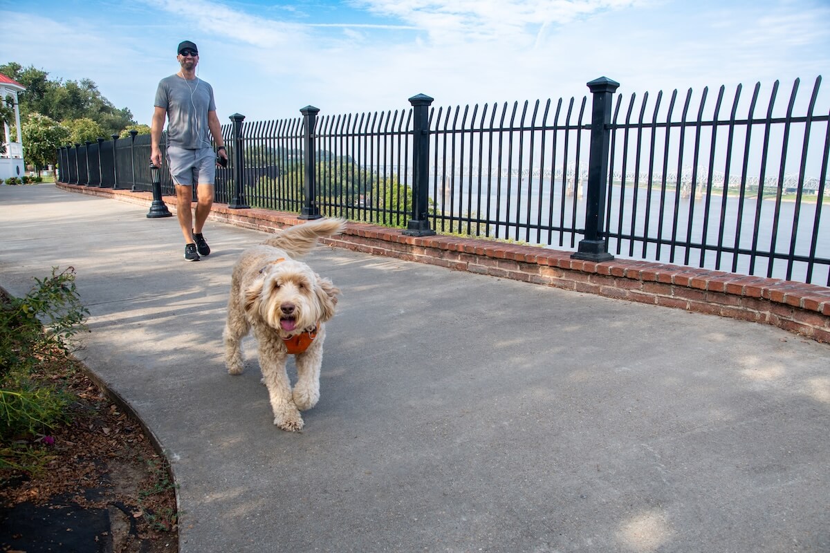 Why Natchez, MS, Belongs on Your Summer Travel List - 7 A man wearing sunglasses walks a fluffy dog along a paved riverside path next to a black metal fence on a sunny summer day in Natchez, MS.
