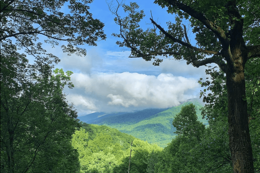 Lush green trees frame a view of distant mountains under a blue sky with large white clouds, capturing the rugged beauty often seen in Frozen Head State Park, home of the legendary Barkley Marathons.
