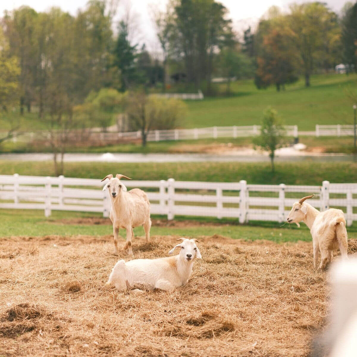 Three white goats lounge and graze in a fenced pasture on a boutique farm near Hendersonville NC, with trees and lush summer grass as their backdrop.