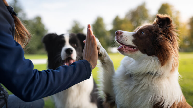 A person gives a high-five to a brown and white dog outdoors, while another black and white dog sits in the background.