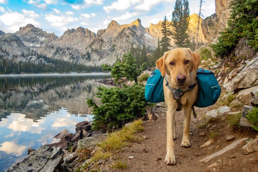 Bark Program The BARK Ranger Program is at 17 Southern National Parks