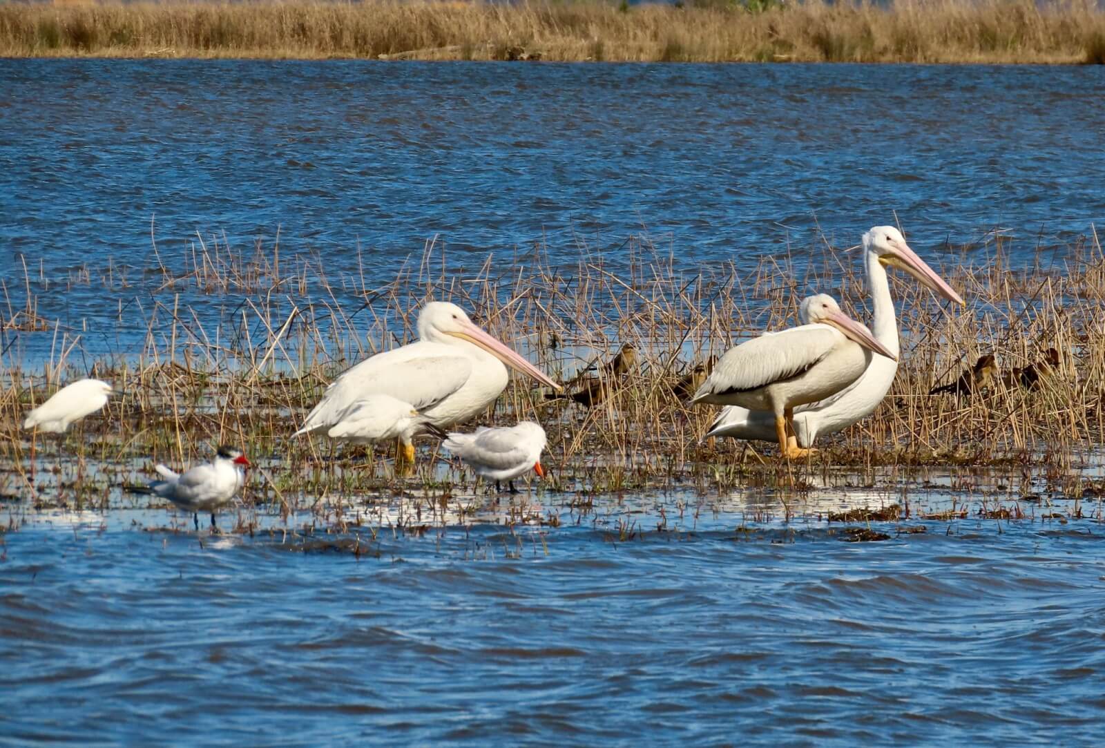 Several white pelicans and gulls stand and wade in shallow water near grassy marshland on a sunny day, inviting you to explore Mississippi water adventures and enjoy memorable summer activities.