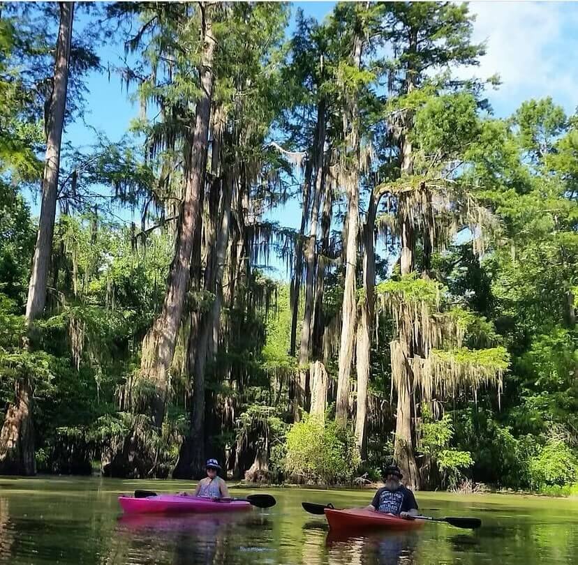 Two people in kayaks offered by Pearl River Kayaks paddle on a calm, tree-lined river surrounded by tall cypress trees with hanging moss under a blue sky.