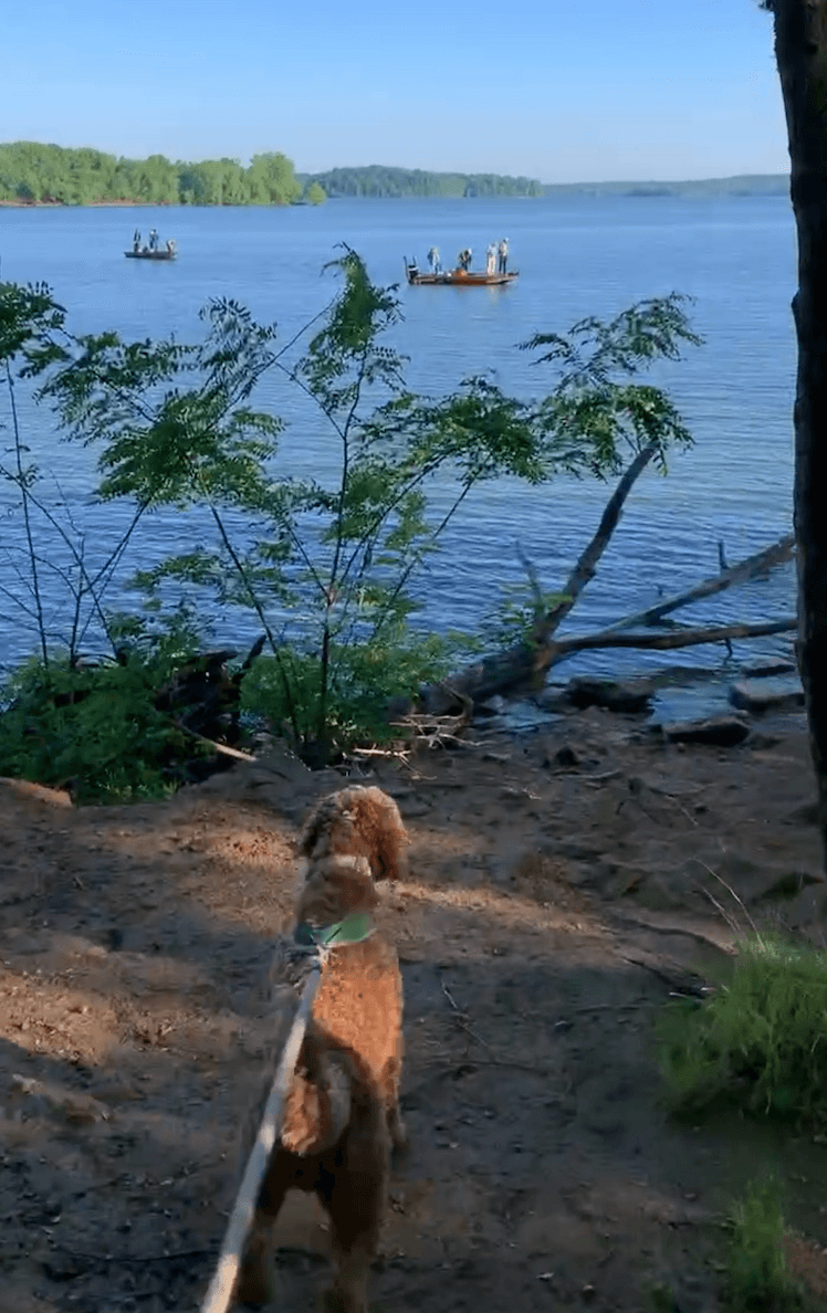 A dog on a leash stands on a dirt path near a lake, watching people in canoes on the water. Trees and branches frame the scene, showcasing one of Nashville's scenic greenways perfect for running routes and peaceful walks.