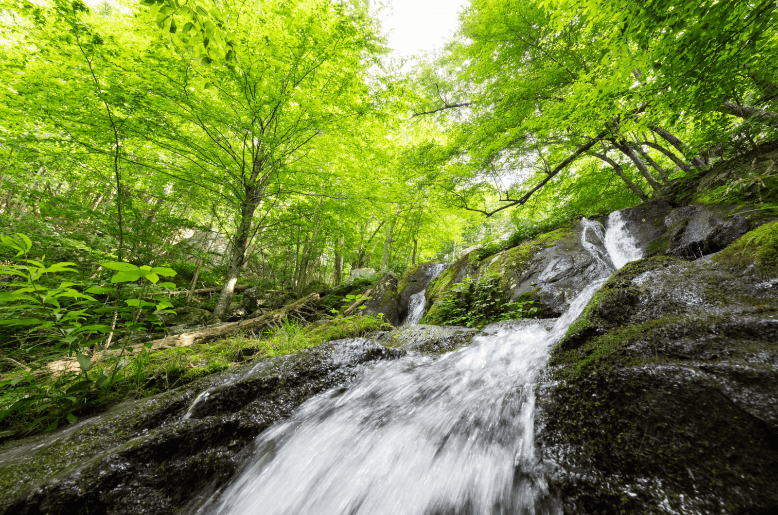 A stream of water flows over rocks in a lush green forest, surrounded by vibrant foliage and trees under natural daylight in Virginia.