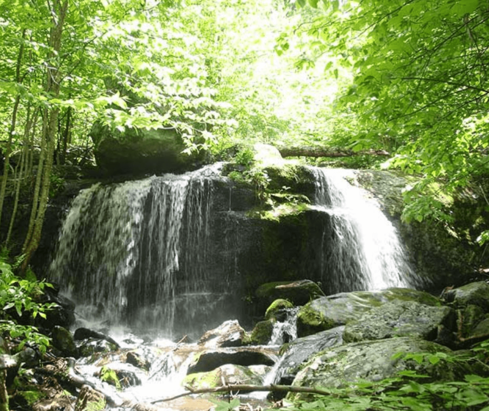 A small Virginia waterfall flows over moss-covered rocks in a lush green forest, with sunlight filtering through the trees above.